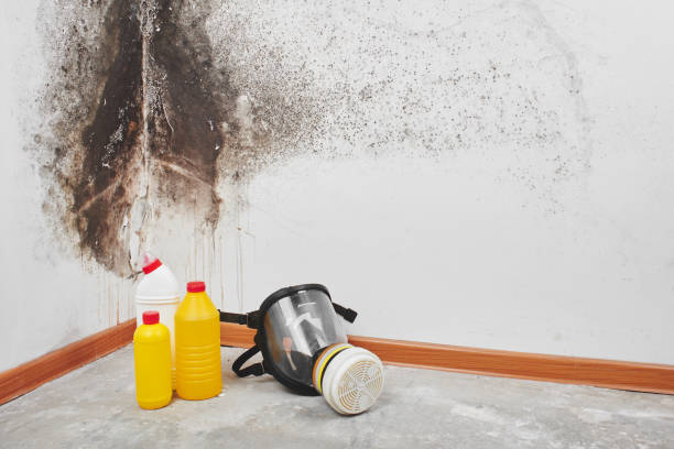 Best Mold Damage Repair  in Great Bend, KS