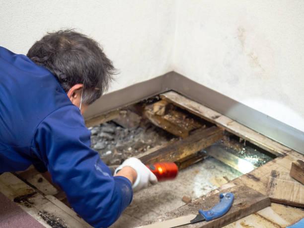 Best Local Mold Removal Service  in Great Bend, KS