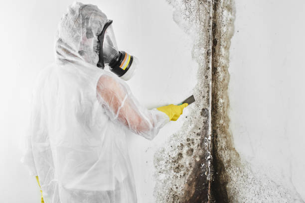 Best Mold Testing  in Great Bend, KS