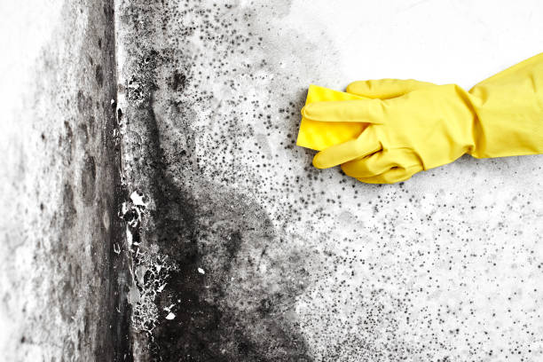 Best Mold Removal Near Me  in Great Bend, KS