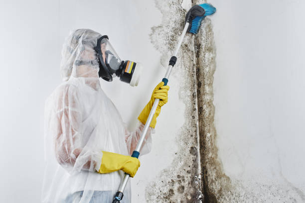 Best Office Mold Removal Services  in Great Bend, KS