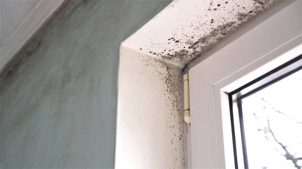 Home Mold Removal in Great Bend, KS
