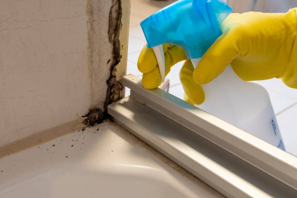Best Mold Damage Repair  in Great Bend, KS