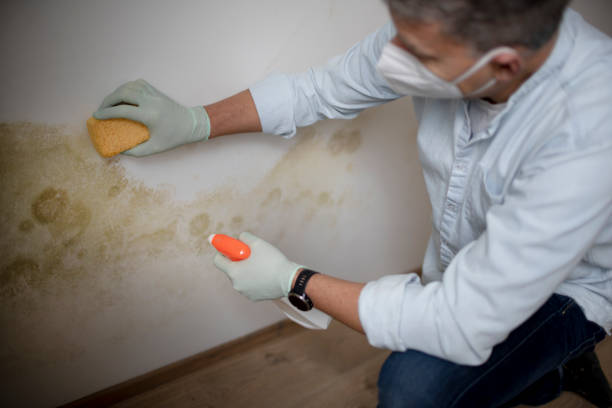 Certified Mold Removal in Great Bend, KS