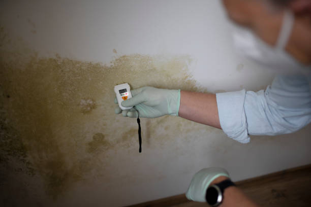 Best Attic Mold Removal  in Great Bend, KS