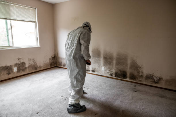 Reliable Great Bend, KS Mold Removal Solutions