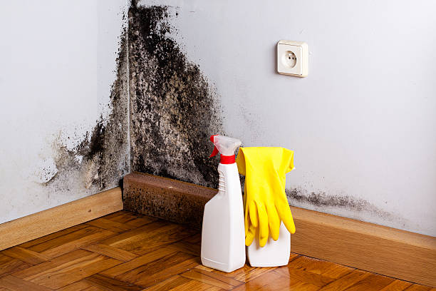 Best Toxic Mold Removal  in Great Bend, KS