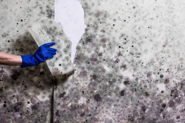 Best Commercial Mold Removal  in Great Bend, KS